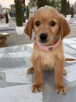 Cinnamon, a female Golden Retriever for sale in Mojave, CA – 2 of 7