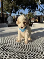 Toby, a male Poodle - Toy  for sale in Mojave, CA – 3 of 5