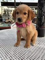 Lily , a female Golden Retriever for sale in Mojave, CA – 2 of 5