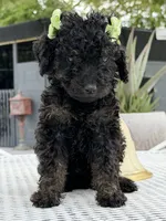Kim , a female Goldendoodle for sale in Mojave, CA – 2 of 4