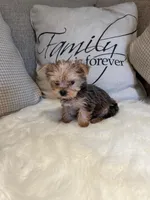 Versace , a male Yorkshire Terrier for sale in Mojave, CA – Photo 1 of 3