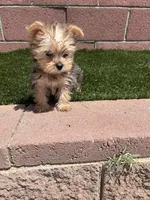 Versace , a male Yorkshire Terrier for sale in Mojave, CA – Photo 3 of 3