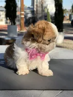 Dior , a female Shih Tzu for sale in Mojave, CA – 5 of 6