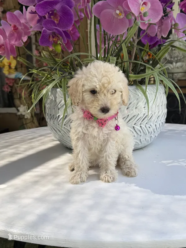 Lily  – Poodle - Toy  puppy for sale in Mojave, CA