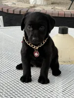 Shade, a female Labrador Retriever for sale in Mojave, CA – 2 of 5