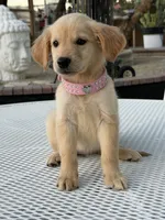 Lily , a female Golden Retriever for sale in Mojave, CA – 3 of 4