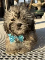 Milo , a male Shih Tzu for sale in Mojave, CA – 2 of 7