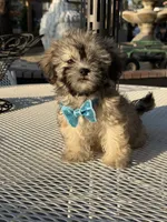 Milo , a male Shih Tzu for sale in Mojave, CA – 7 of 7