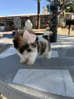 Daisy , a female Shih Tzu for sale in Mojave, CA – 2 of 5