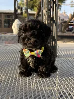 Tuxedo , a male Shih Tzu for sale in Mojave, CA – 5 of 6