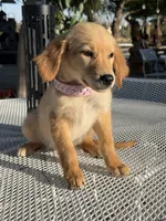 Lily , a female Golden Retriever for sale in Mojave, CA – 2 of 5