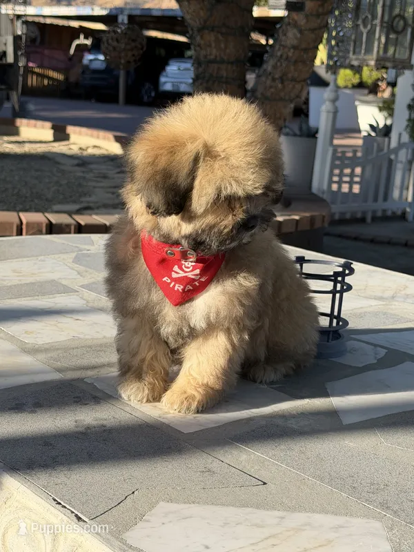 Oso  – Shihpoo puppy for sale in Mojave, CA
