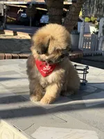 Oso , a male Shihpoo for sale in Mojave, CA – 1 of 4