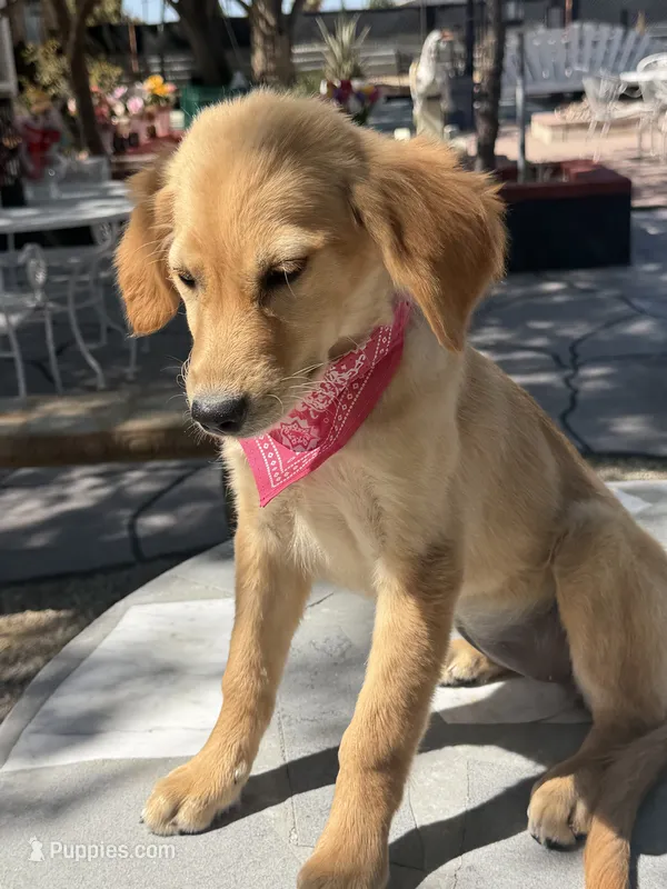 Dior  – Golden Retriever puppy for sale in Mojave, CA