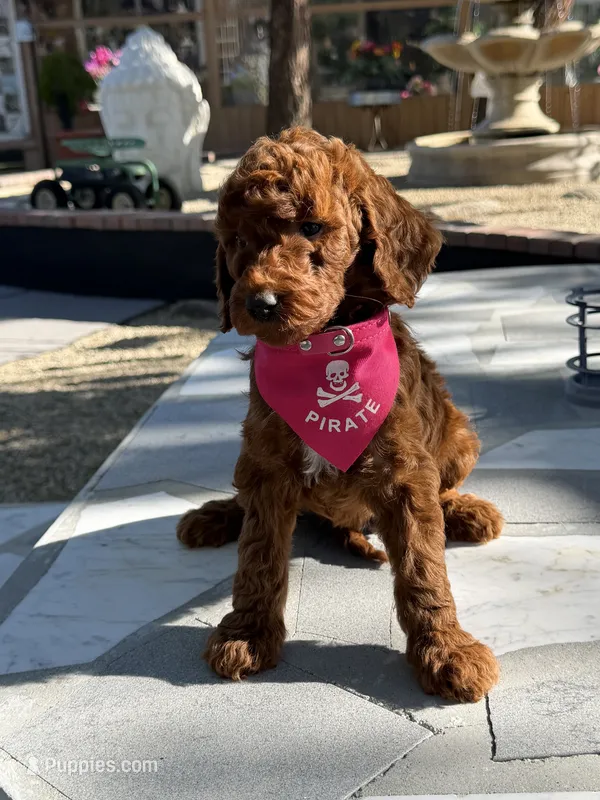 Cinnamon  – Goldendoodle puppy for sale in Mojave, CA