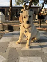 Maxx, a male Labrador Retriever for sale in Mojave, CA – Photo 4 of 4