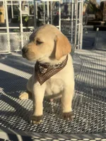 Maxx, a male Labrador Retriever for sale in Mojave, CA – Photo 2 of 6
