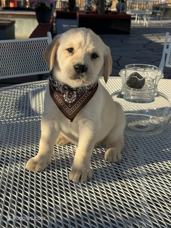 Maxx – Labrador Retriever puppy for sale in Mojave, CA