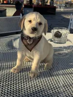 Maxx, a male Labrador Retriever for sale in Mojave, CA – Photo 4 of 6