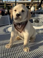 Maxx, a male Labrador Retriever for sale in Mojave, CA – Photo 1 of 6