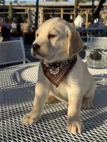 Maxx, a male Labrador Retriever for sale in Mojave, CA – Photo 6 of 6