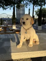 Maxx, a male Labrador Retriever for sale in Mojave, CA – Photo 1 of 4