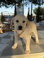 Maxx, a male Labrador Retriever for sale in Mojave, CA – Photo 3 of 4