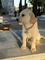 Maxx, a male Labrador Retriever for sale in Mojave, CA – Photo 2 of 4