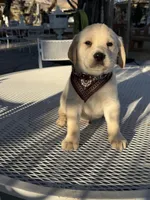 Maxx, a male Labrador Retriever for sale in Mojave, CA – Photo 5 of 6