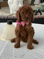 Koko , a female Goldendoodle for sale in Mojave, CA – 3 of 7