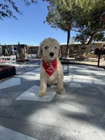 Zeus , a male Poodle - Toy  for sale in Mojave, CA – 5 of 5