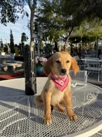 Dior, a female Golden Retriever for sale in Mojave, CA – 5 of 8