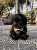 Tuxedo , a male Shih Tzu for sale in Mojave, CA – 2 of 6