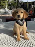 Luka , a male Golden Retriever for sale in Mojave, CA – 5 of 8
