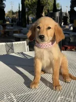 Luna , a female Golden Retriever for sale in Mojave, CA – 5 of 5