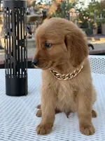 Leo, a male Golden Retriever for sale in Mojave, CA – 2 of 9