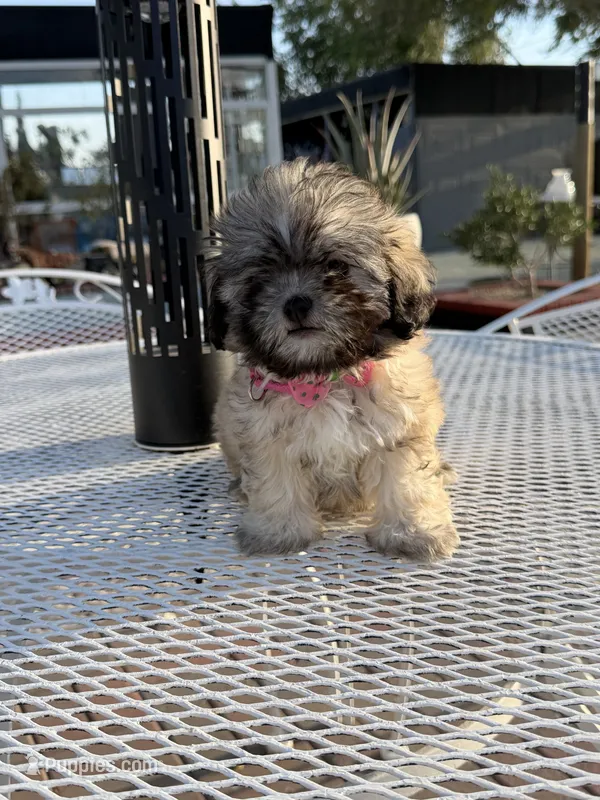 Dolly  – Shih Tzu puppy for sale in Mojave, CA