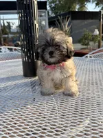 Dolly , a female Shih Tzu for sale in Mojave, CA – 1 of 5