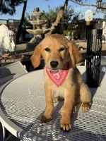 Dior, a female Golden Retriever for sale in Mojave, CA – 7 of 8