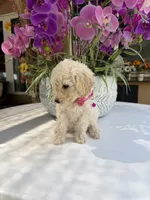 Lily , a female Poodle - Toy  for sale in Mojave, CA – 6 of 6