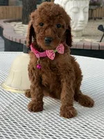 Koko , a female Goldendoodle for sale in Mojave, CA – 2 of 7