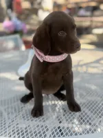 Ruby , a female Labrador Retriever for sale in Mojave, CA – 4 of 4