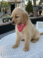 Maxx , a male Golden Retriever for sale in Mojave, CA – 7 of 7