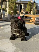 Daisy , a female Shih Tzu for sale in Mojave, CA – 7 of 8