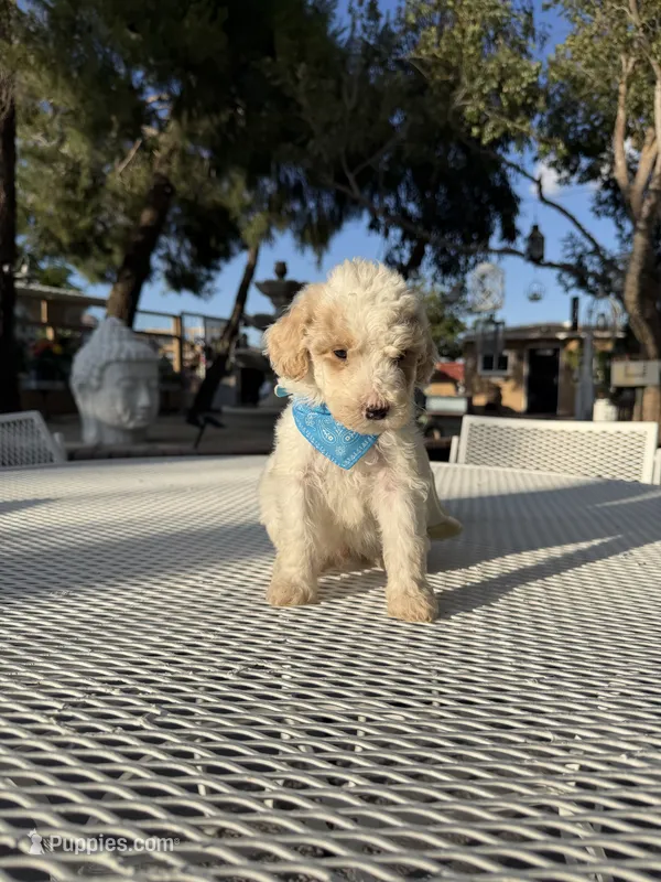 Toby – Poodle - Toy  puppy for sale in Mojave, CA