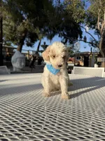 Toby, a male Poodle - Toy  for sale in Mojave, CA – 1 of 5