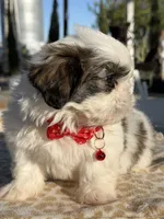 Kiwi , a male Shih Tzu for sale in Mojave, CA – 3 of 7