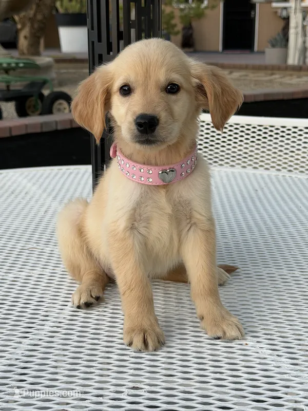 Lily  – Golden Retriever puppy for sale in Mojave, CA