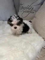 Oreo , a male Yorkshire Terrier for sale in Mojave, CA – Photo 3 of 3