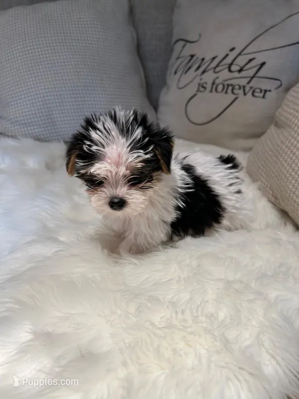 Oreo  – Yorkshire Terrier puppy for sale in Mojave, CA